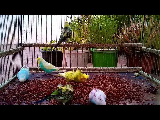 'Video thumbnail for 🏆 Breeding Championship Worthy Budgies Mutations Matter! 🏅🦜'