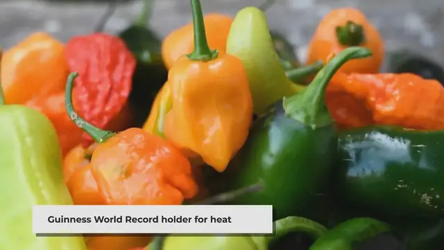 'Video thumbnail for Is the Carolina Reaper a Fruit? The Truth About the World's Hottest Pepper'