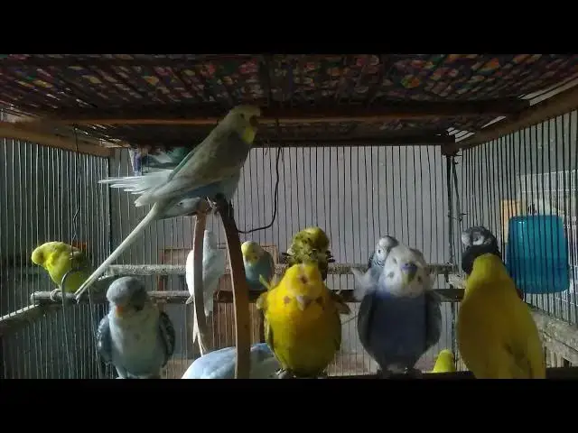 'Video thumbnail for Brightest Budgie Colors You’ll Ever See! 💚💙💛'