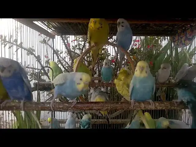 'Video thumbnail for 🌈 Living Rainbows The Most Colorful Budgies You’ll Ever See!'
