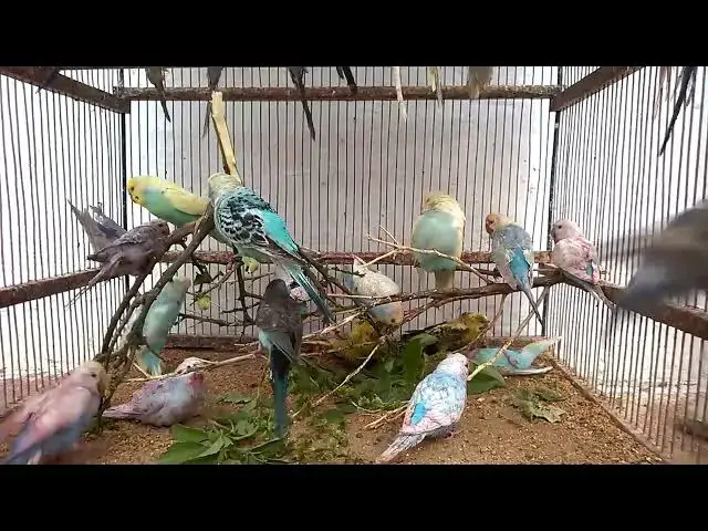 'Video thumbnail for Why Budgies Are the Funniest Pets Hilarious Sounds Compilation! 😂💚'