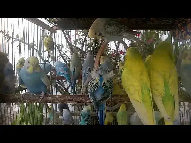 'Video thumbnail for 🥰 Why Every Bird Lover Should Raise Budgies'