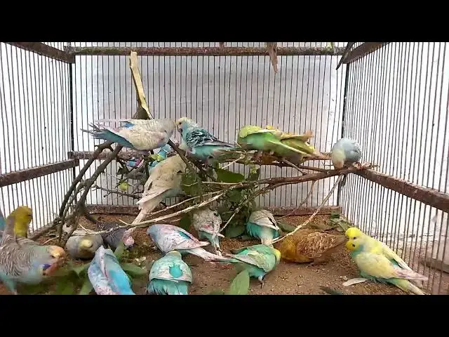 'Video thumbnail for The Ultimate Happy Budgie Sound Compilation! 💚🎵 #Love'