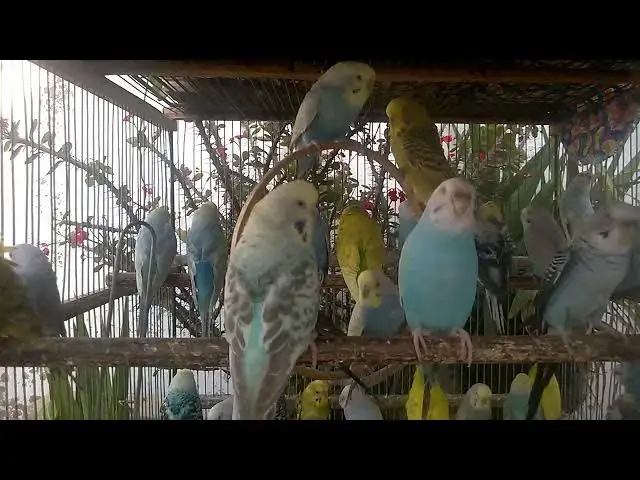 'Video thumbnail for 🐤 From Nest to Beauty Raising Budgies with Love'