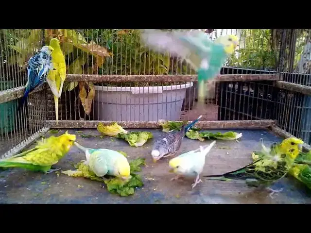 'Video thumbnail for 🔊 Listen to the Soft Parrot Chatter Before Sleep – So Relaxing!'