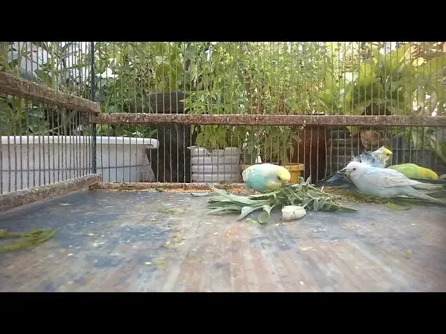 'Video thumbnail for 📱 Apps That Help You Monitor Your Bird’s Mood and Make It Happier! 📊📱'