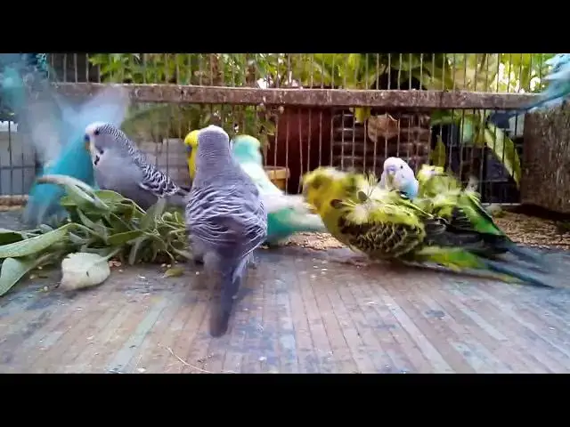 'Video thumbnail for 📢 Real Owners Share How They Made Birds Happy Fast! 👥🌟'