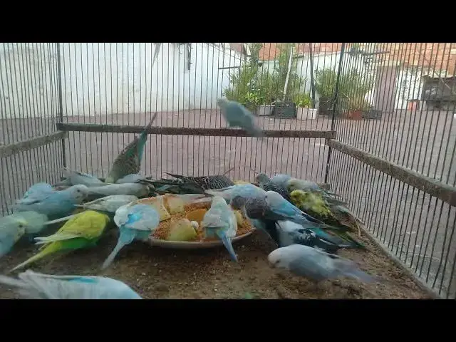 'Video thumbnail for 🎨 Budgie Beauty Parade – Mesmerizing Feathers & Stunning Colors! 🌟'
