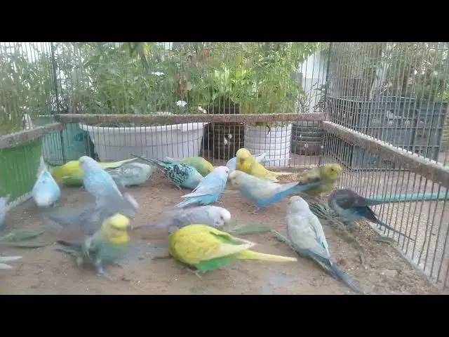 'Video thumbnail for Cuteness in Motion – Just Budgies, No Words 🐥✨'