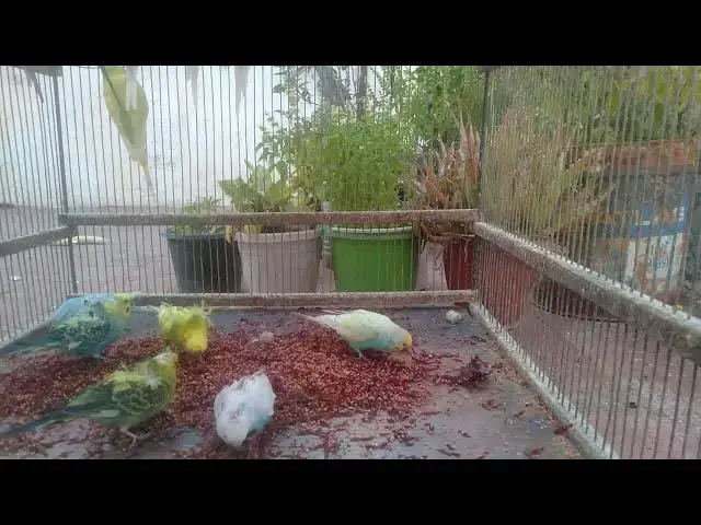 'Video thumbnail for 🦄 EXCLUSIVE Look at Rare and Exotic Budgie Varieties! 🦚✨'