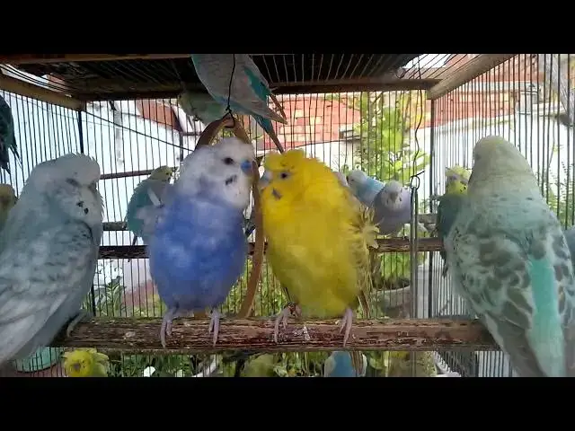 'Video thumbnail for 🐦 Budgie Sounds + Feather Show!  Hypnotic Bird Beauty & Voice ✨🎵'