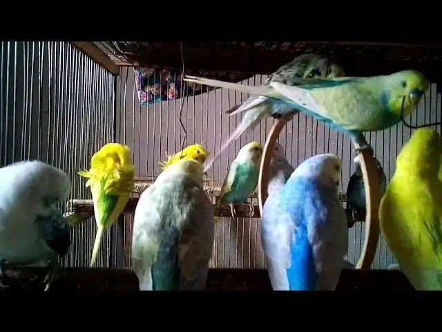'Video thumbnail for How Parrot Sounds Help You Relax – Nature ASMR 🦜💤#ParrotSounds #RelaxingParrots #BirdASMR'