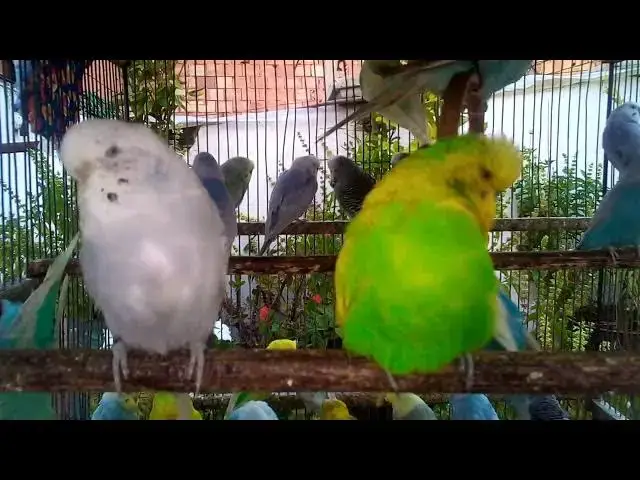 'Video thumbnail for Everything You Need to Know About Rainbow Parakeets! #BudgieLife 🌟'