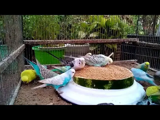 'Video thumbnail for A Budgie Beauty Pageant 💅🐦  Gorgeous Mutations & Songs'