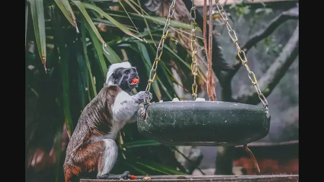 'Video thumbnail for Swinging Through the Trees: Discovering the World of Monkeys tst'