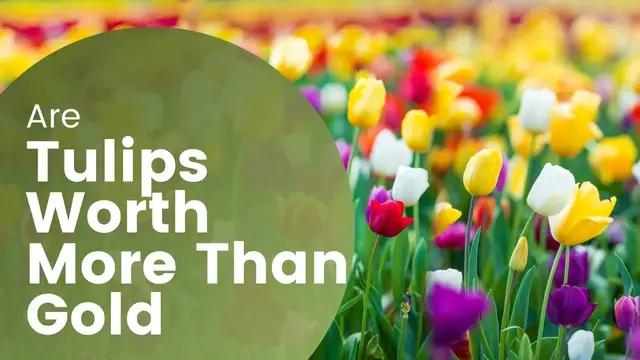 'Video thumbnail for Tulip Facts and History Tips for Growing and the Fascinating Story of Tulip Mania'