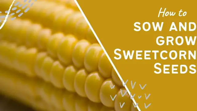 'Video thumbnail for From Seed to Cob: How to Sow and Grow Sweetcorn in Your Garden!'