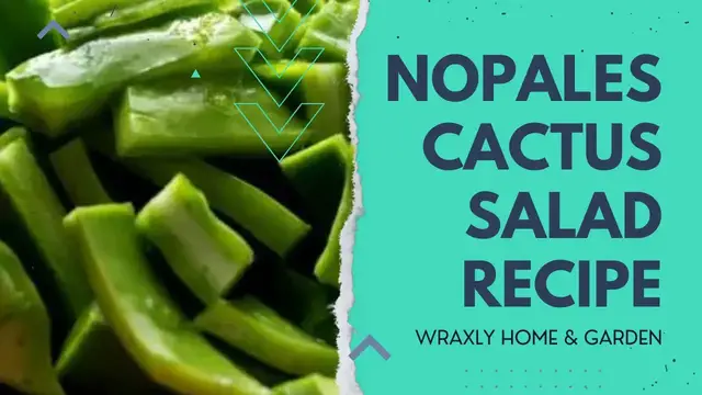 'Video thumbnail for Nopales cactus salad recipe - single dish'