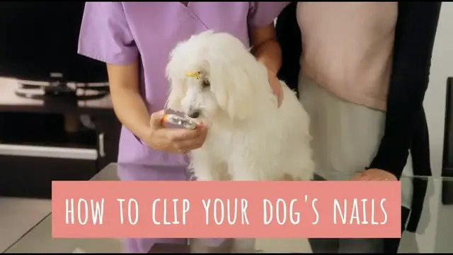 'Video thumbnail for How to clip your dog's nails'