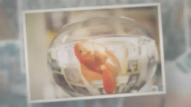 'Video thumbnail for Fish Floating On Side But Not Dead ( 6 Ways to Treat )'