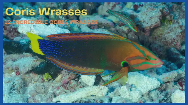 'Video thumbnail for Coris wrasses'