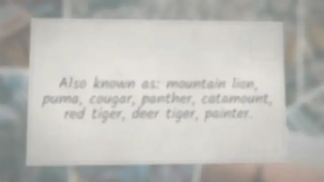 'Video thumbnail for Cougar Vs Mountain Lion: The Main Differences'