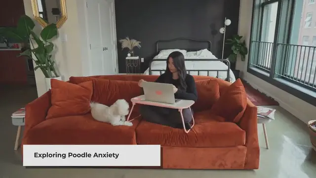 'Video thumbnail for Are Poodles High Anxiety Dogs? Exploring the Truth'
