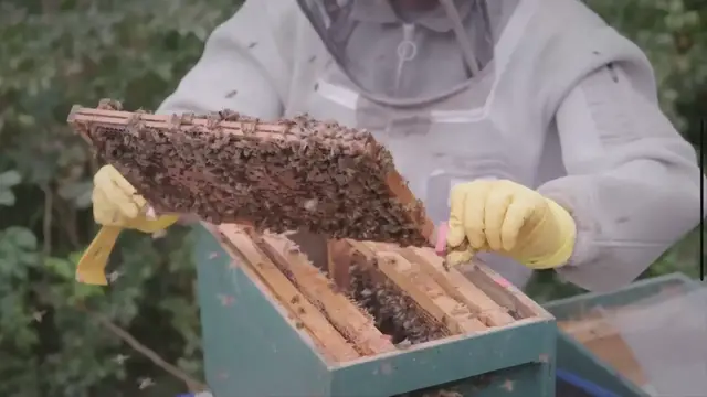 'Video thumbnail for How To Build A Beehive Stand'