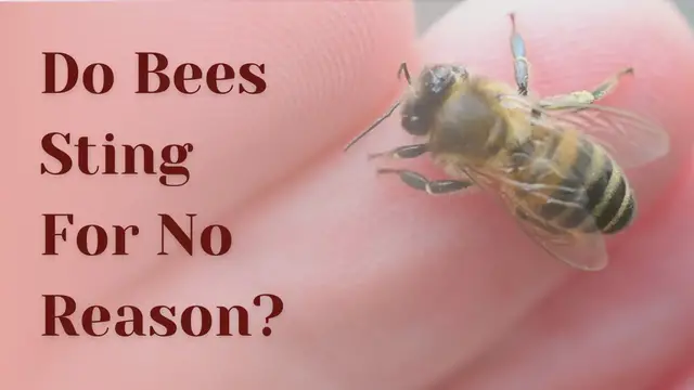 'Video thumbnail for Do Bees Sting For No Reason?'