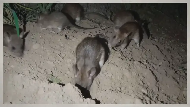 'Video thumbnail for Can Mice Climb Into Beds?'