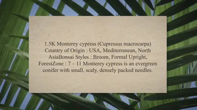 'Video thumbnail for Monterey cypress bonsai care'