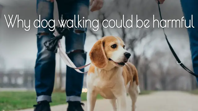 'Video thumbnail for Why you should stop walking your dog every day'