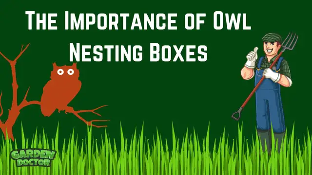 'Video thumbnail for The Importance of Owl Nesting Boxes'