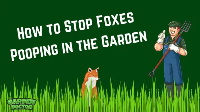 'Video thumbnail for How to Stop Foxes Pooing in Your Garden'
