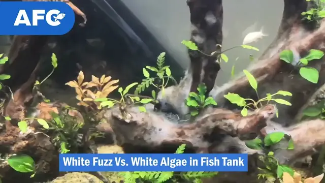 'Video thumbnail for White Fuzz Vs. White Algae in Fish Tank'