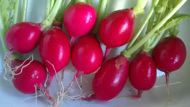'Video thumbnail for When To Harvest Radishes '