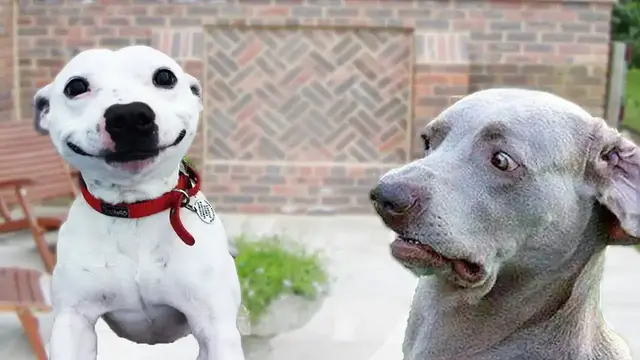 'Video thumbnail for You Won't Stop Laughing While Watching This Dogs | Cute Dog Videos | Pawesomepuppy'