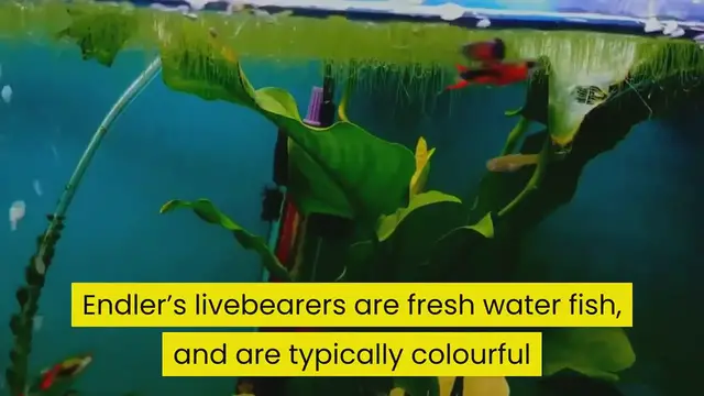 'Video thumbnail for Endlers livebearers Fish Care Guide'