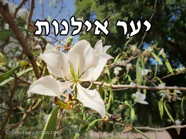 'Video thumbnail for יער אילנות (הארבורטום הלאומי)'