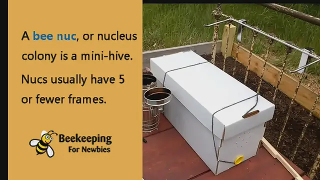 'Video thumbnail for Bee Nuc'