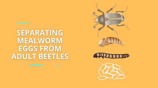 'Video thumbnail for Separating Mealworm Eggs From Adult Beetles'