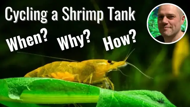 'Video thumbnail for How to Cycle a Red Cherry Shrimp Tank - HOW, WHEN AND WHY WE NEED TO CYCLE A SHRIMP TANK!'