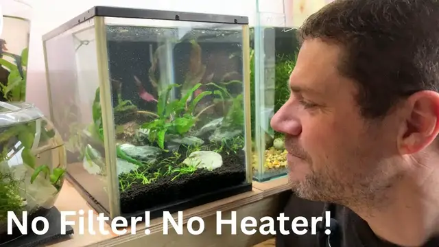 'Video thumbnail for Shrimp Paradise! Shrimp Tank Set Up For Green Jade Neocaridina Shrimp (Step-by-step)'