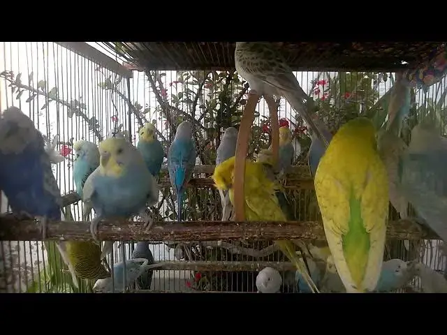 'Video thumbnail for ✨ This Budgie Color Will Leave You Speechless!'