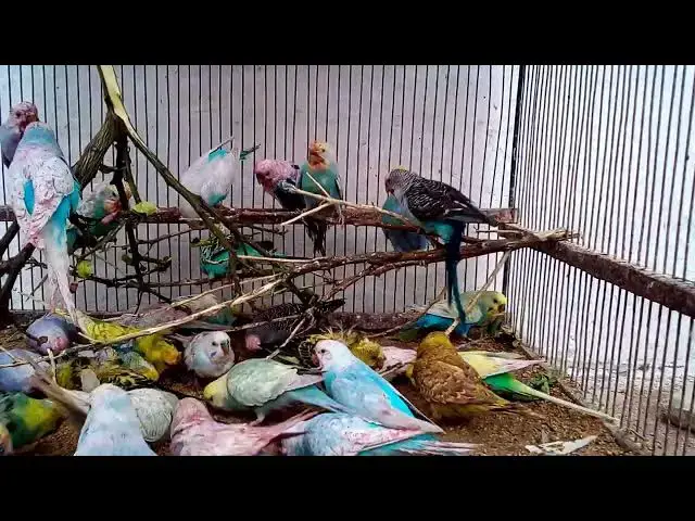'Video thumbnail for Happy Budgie Symphony A Soundtrack of Joy! 🎶💚 #Parakeet'