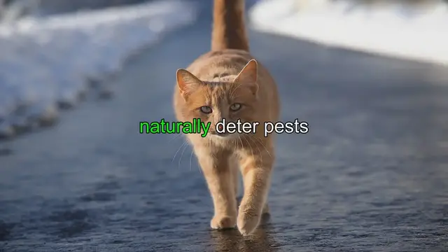 'Video thumbnail for Companion Planting for Pest Control: Tips for Your Garden'
