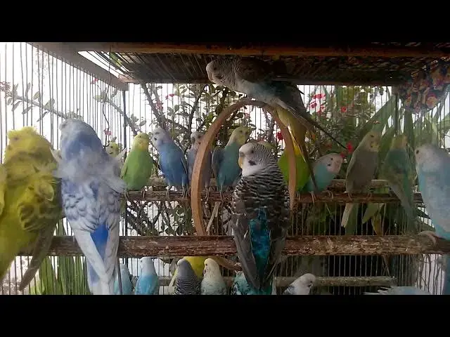 'Video thumbnail for 💫 Color Explosion! These Budgies Are Simply Stunning!'