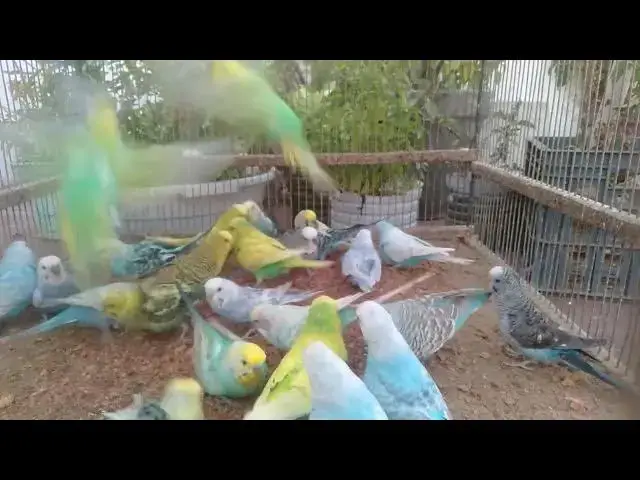 'Video thumbnail for Budgie Fails Caught on Camera! 🤣 Too Funny to Handle'