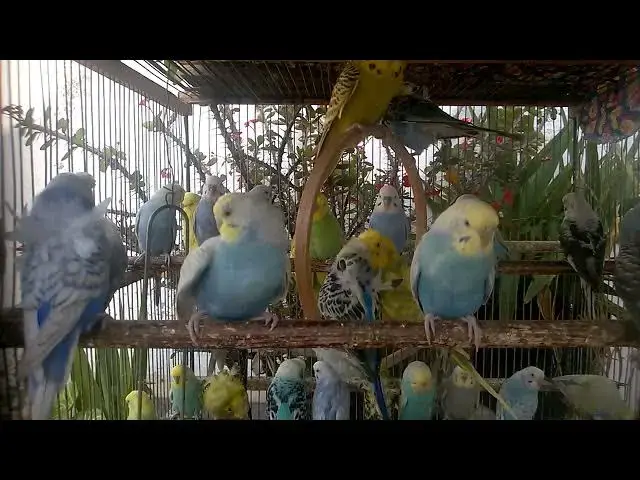 'Video thumbnail for 🎨 Budgie Color Showcase Nature’s Living Artwork!'