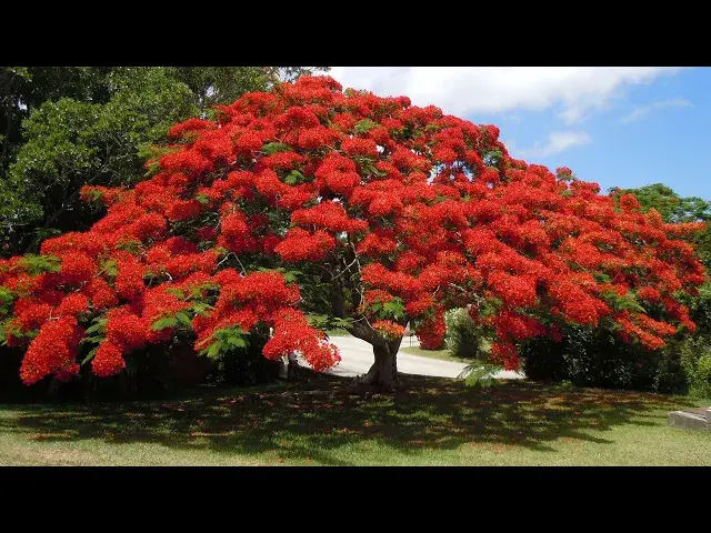 'Video thumbnail for Bermuda Botanical Gardens'